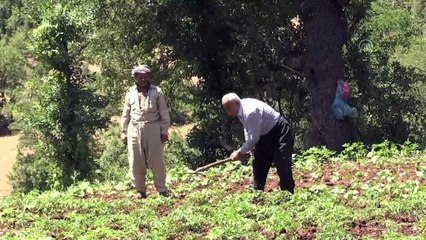 Terörden temizlenen bölge, tarım ve hayvancılıkla canlandı - HAKKARİ