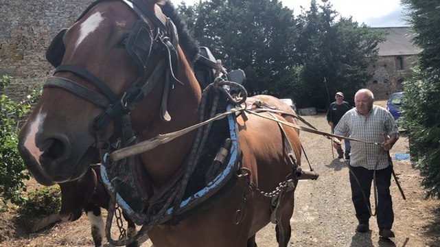 Roland Léon prépare son attelage pour la fête des moissons