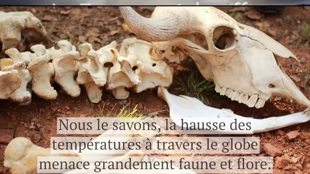 La Terre se réchauffe tellement vite que les animaux ne sont plus capables de s’adapter