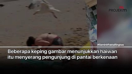 BURUNG CAMAR SERANG MANUSIA
