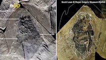 500-Million-Year-Old Crab Fossil to Be Named After Famed ‘Star Wars’ Ship