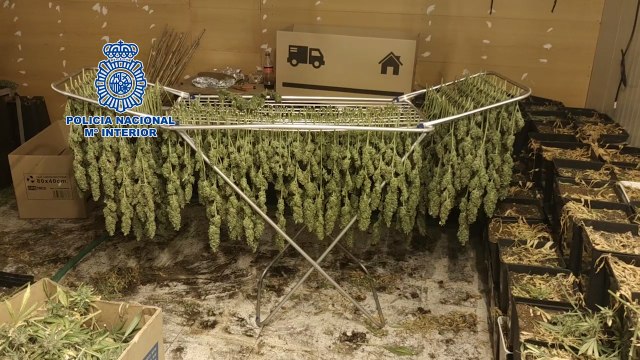 Desmantelada una plantación con más de 2000 plantas de marihuana
