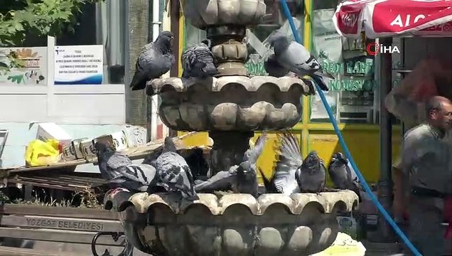 Sıcaktan bunalan güvercinler süs havuzunda serinliyor