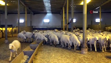 Mahkumların Yetiştirdiği Kurbanlıklar Niğde ve Ankara’da Satılıyor