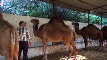 Kurbanlık develer 15 bin liradan satışta - AYDIN