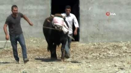 Muş'tan batı illerine kurban sevkiyatı