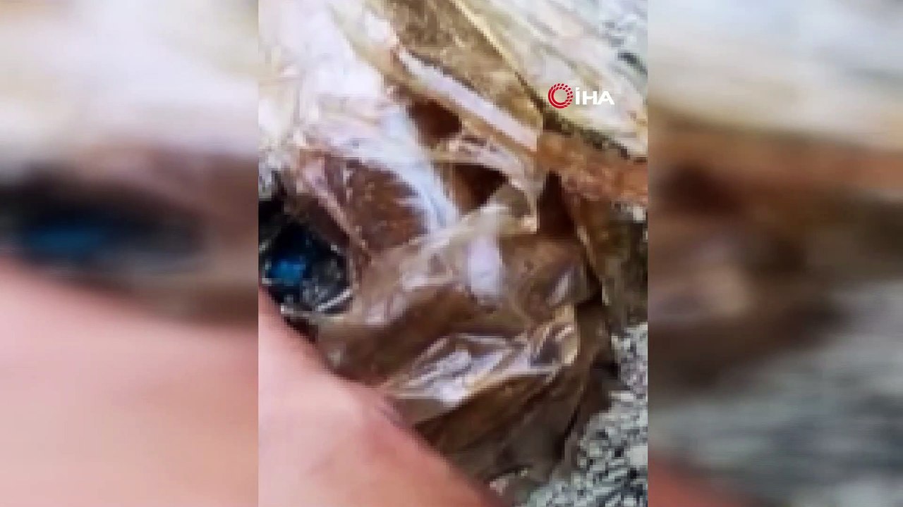 Van’da terör operasyonu