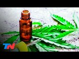 Las farmacias bonaerenses importarán y entregarán aceite de cannabis
