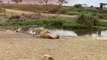 Une gazelle fait une feinte à une lionne qui arrive à toute vitesse