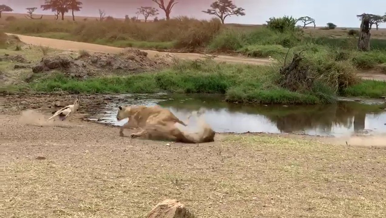 Une gazelle fait une feinte à une lionne qui arrive à toute vitesse