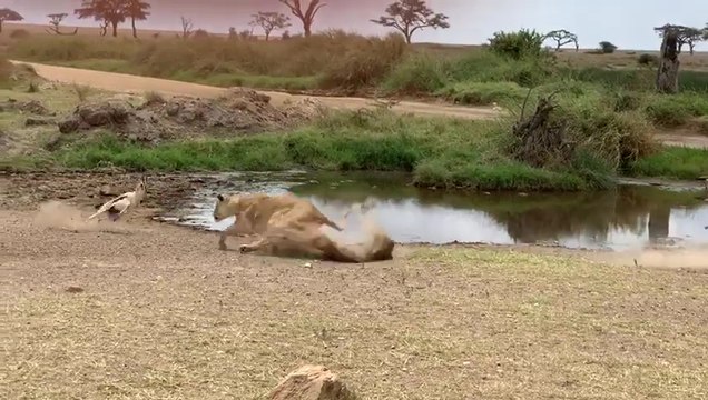 Une gazelle fait une feinte à une lionne qui arrive à toute vitesse