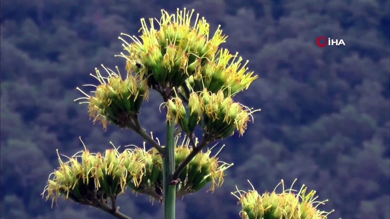 Agave bitkisi 30 yıl sonra çiçek açtı