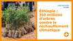 Éthiopie : 353 millions d'arbres contre le réchauffement climatique