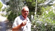 Agave bitkisi Soma'da 30 yıl sonra çiçek açtı - MANİSA