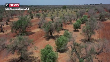 Un espoir face à la lèpre tueuse d’oliviers