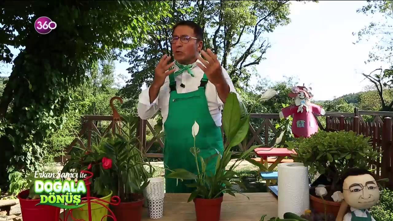 Doğala Dönüş