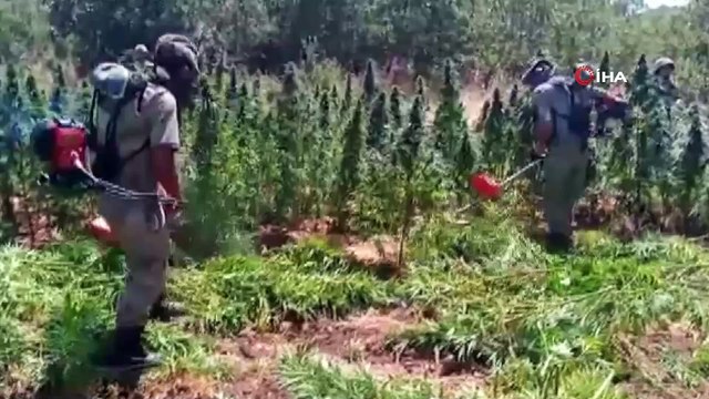 Terörün finans kaynağına büyük darbe: Son 7 operasyonda toplam 12 milyon kök kenevir kenevir ele geçirildi