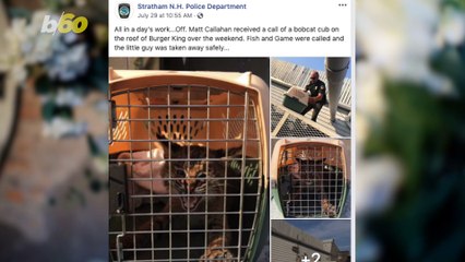 Wildcat & Whoppers? New Hampshire Police Called Because of Bobcat Stuck On Roof Of Burger King!