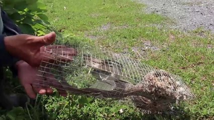 Following the footsteps of "Snake God" visits snake traps