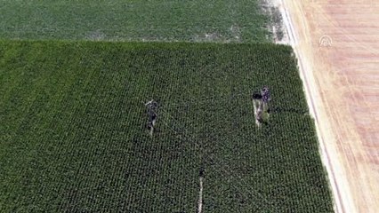 Karapınar'da hint kenerviri operasyonları - KONYA