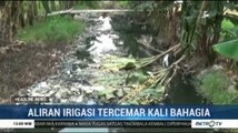 Irigasi Tercemar Kali Bahagia, Puluhan Hektare Lahan Pertanian di Bekasi Terancam Rusak