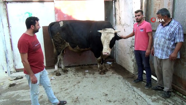 1.3 tonluk Paşa, 25 bin TL’ye alıcısını bekliyor