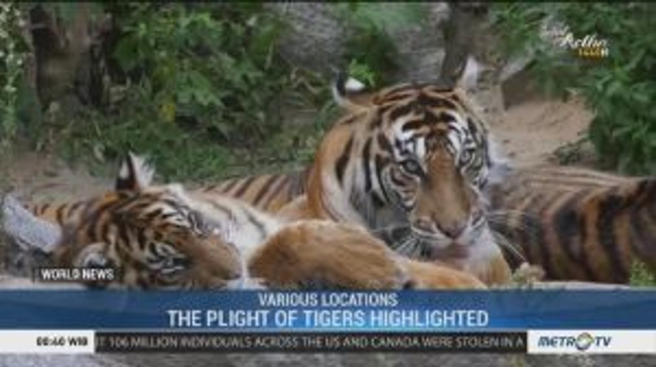 World Tiger Day