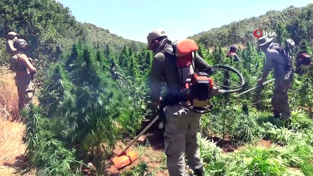 Terörün finans kaynağına büyük darbe: Son 7 operasyonda toplam 12 milyon kök kenevir kenevir ele geçirildi