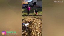 Dogs and Humans | Funny Fails Videos 2019 | Try Not To Laugh