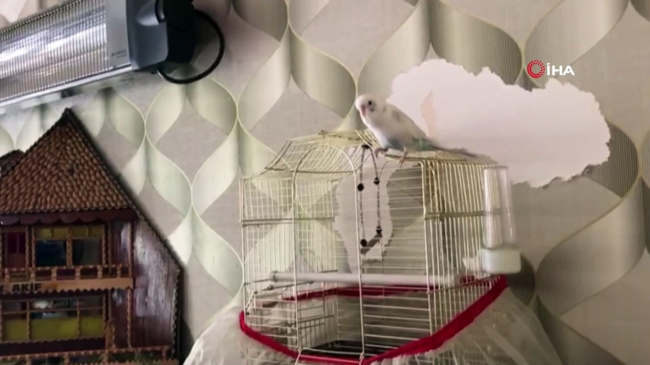 Muhabbet kuşuyla 'zaza'ca muhabbet