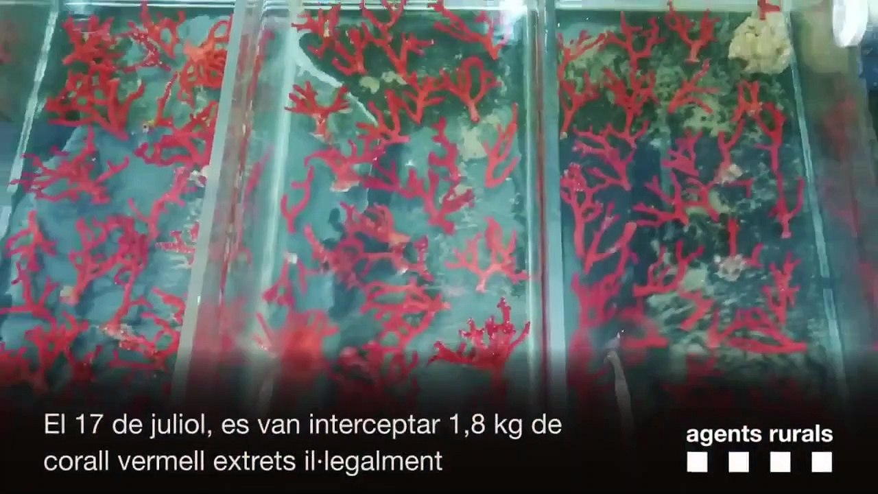 Reimplanten 150 colònies de corall vermell extretes il·legalment al cap de Creus