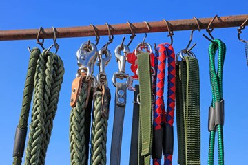 Les conditions des pertes d'animaux de compagnie