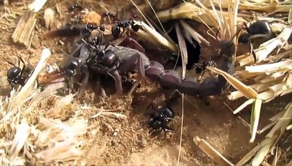 شاهد إنتصار أمة