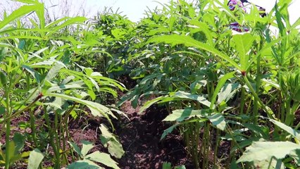 Osmaniye bamya üretiminde zirveye oynuyor