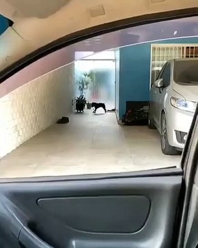 Ce chien clairement adore sortir en voiture avec son maître