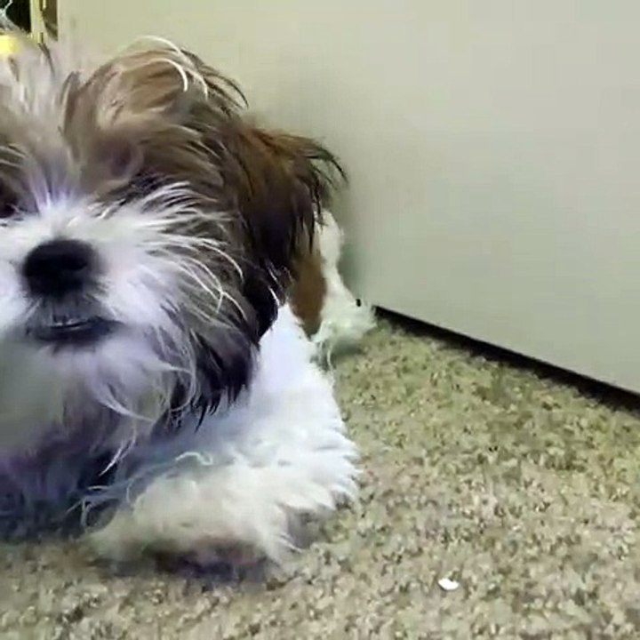 Quand un chiot refuse de se laisser filmer par son maître. Trop drôle !