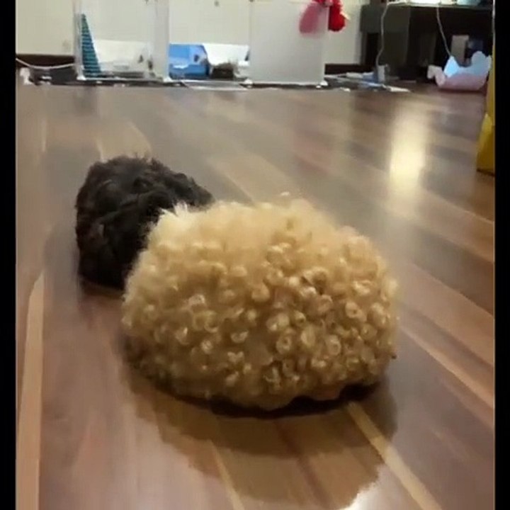 Époustouflant ! Les poils de ces cochons d'Indes sont les plus élégants au monde.