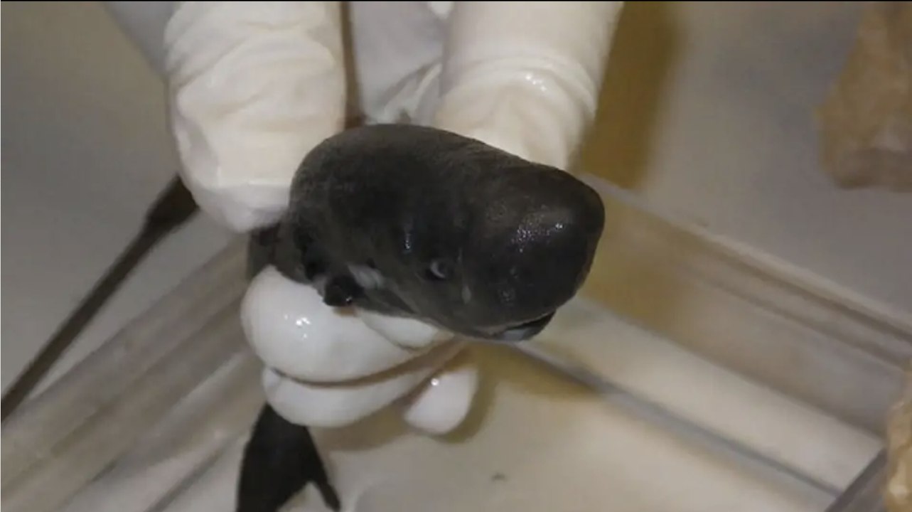 La nouvelle espèce découverte : le requin de poche