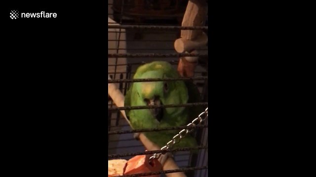 Nico the crying parrot is back! This time she’s been a 'bad bird'