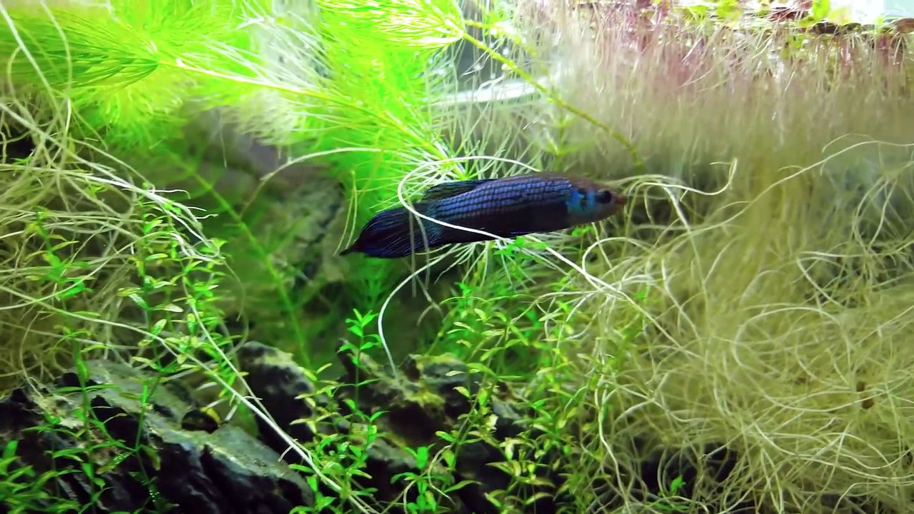 Ep.9 Cat Grass Betta Tank (Kartoffel Girlfriend Test) No filter, No CO2, NO ferts Nano Tank