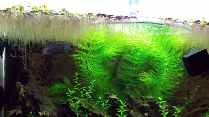 Ep.8 Cat Grass Betta Tank (Cat Tries Cat Grass) No filter, No CO2, NO ferts Nano Tank
