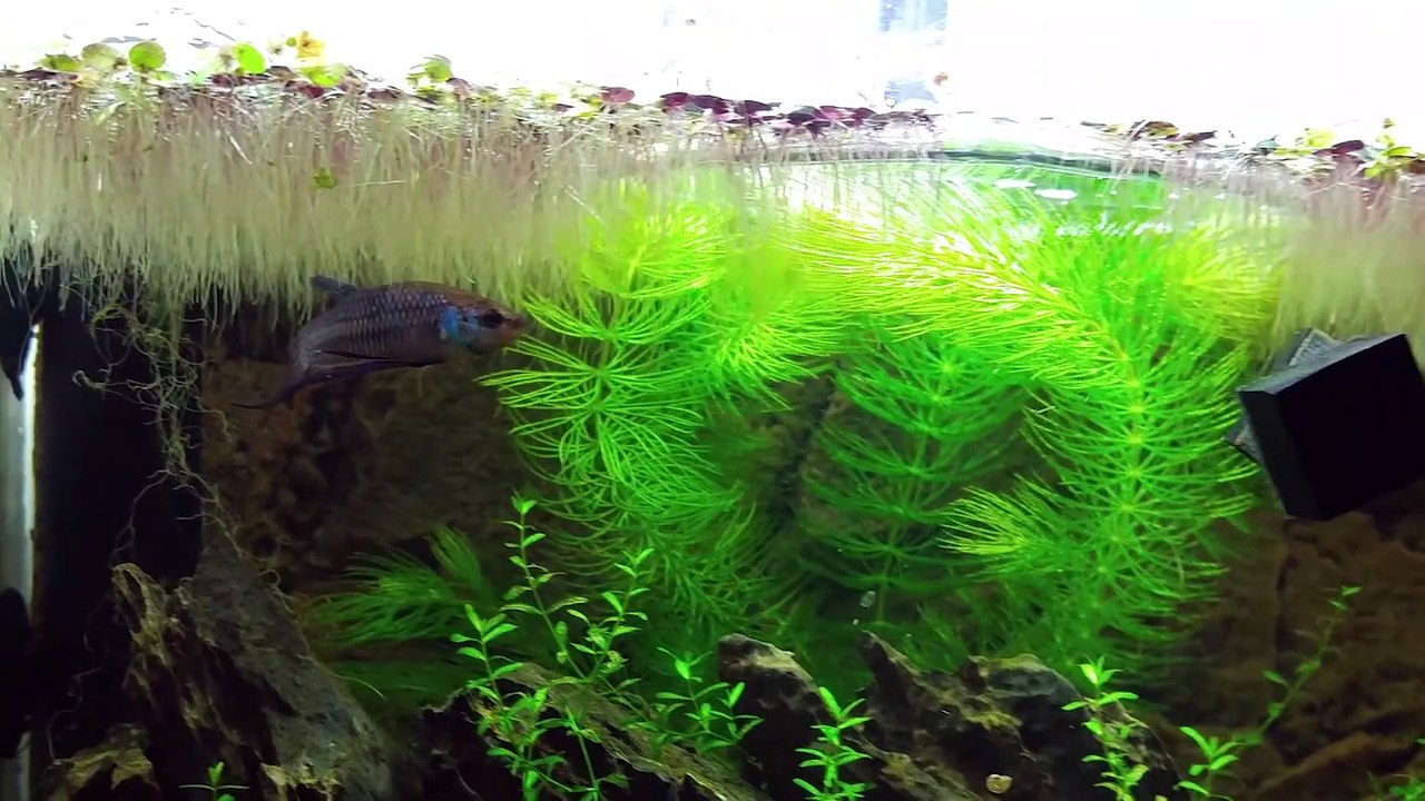Ep.8 Cat Grass Betta Tank (Cat Tries Cat Grass) No filter, No CO2, NO ferts Nano Tank