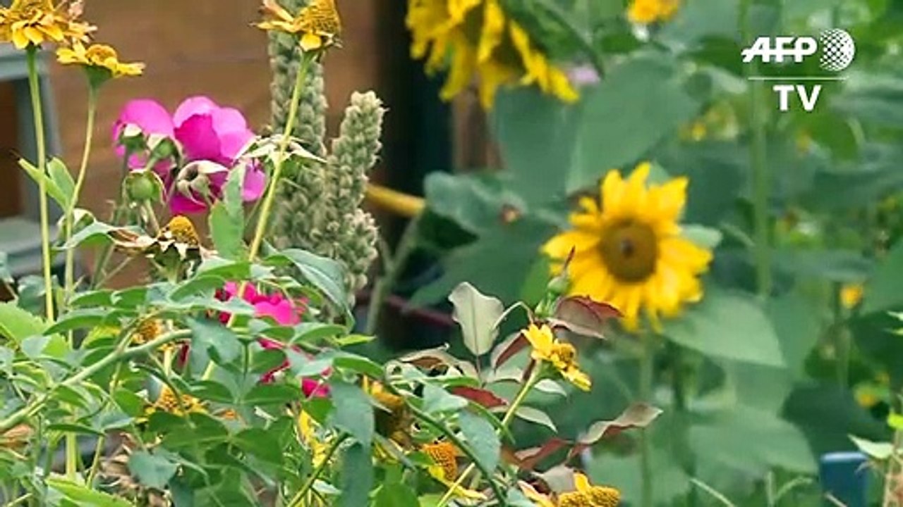 Leben im Kleingarten - im Schatten der Berliner Mauer