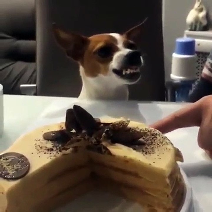 Ce chien est en colère mais ne veut pas qu'on touche à son gâteau. Marrant !