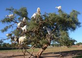 Pourquoi les chèvres montent-elles dans les arbres au Maroc ?