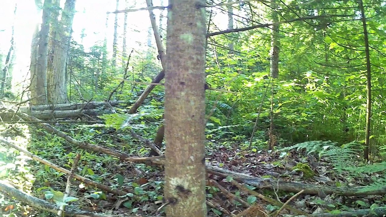 18 Fatima Pilgrimage walk across USA   # Rainy day bible reading in tent = VERY  HAPPY
