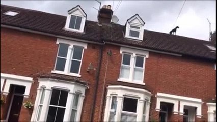 Watch 'hero' firefighters save Horsham dog on roof