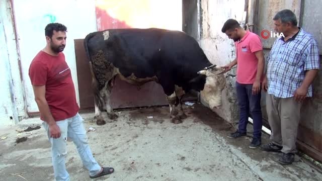 1.3 tonluk Paşa, 25 bin TL'ye alıcısını bekliyor