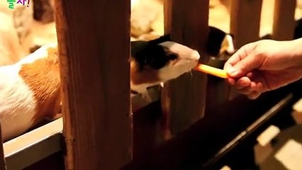 포항$$∮포항출장안마 -후불100%ョOiOy7685y6221｛카톡USA51｝ 포항전지역출장안마 포항오피걸 포항출장마사지 포항안마 포항출장마사지 포항콜걸샵☜●♀