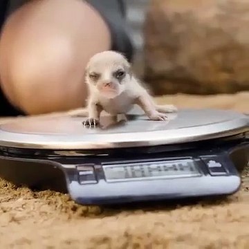 Ces bébés suricates sont à croquer. Trop chou !